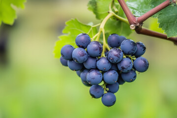 Cluster of ripe black grapes hanging from a vine with green leaves in the background, ready for harvest