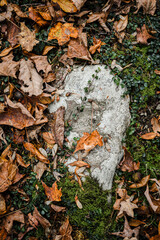 autumn leaves on a rock