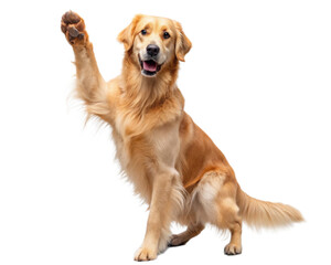 golden retriever isolated on white
