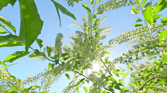 White Flowers of Blooming Bird Cherry Tree on Sun Light and Blue Sky Background, Backlit (Contre-jour) Slow Motion