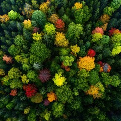 Naklejka premium A breathtaking aerial view of a lush forest canopy, showcasing vibrant green trees interspersed with colorful autumn foliage, against a