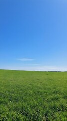 Fototapeta premium An empty lush green field under a clear blue sky, suggesting freedom and open spaces for animals to roam