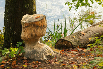 Damage done to large tree by beavers near a trail by a lake.  Tree cut by park rangers to keep chewed tree from falling and causing injuries to hikers. © Deborah