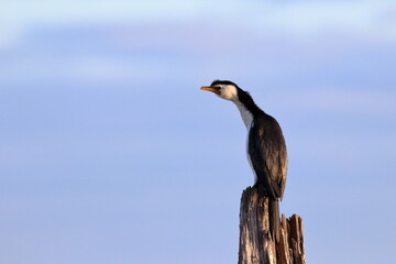 little pied cormorant