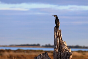 little pied cormorant