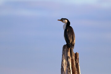 little pied cormorant