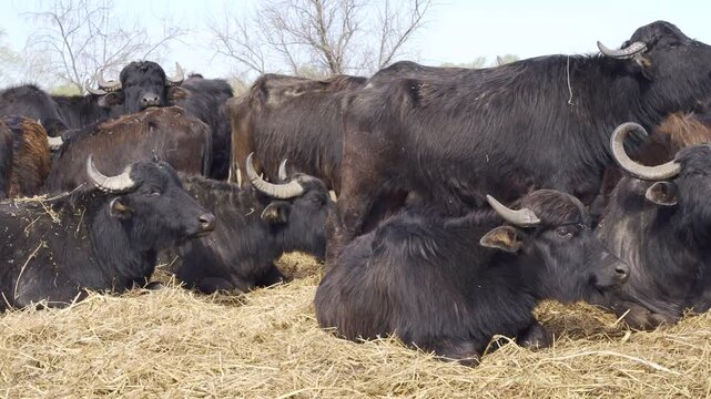 Close-up of a herd of Water Buffaloes resting and feeding on hay in a meadow at nature reserve, Panorama, Slow motion