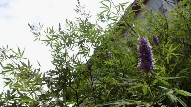 lavender in the field