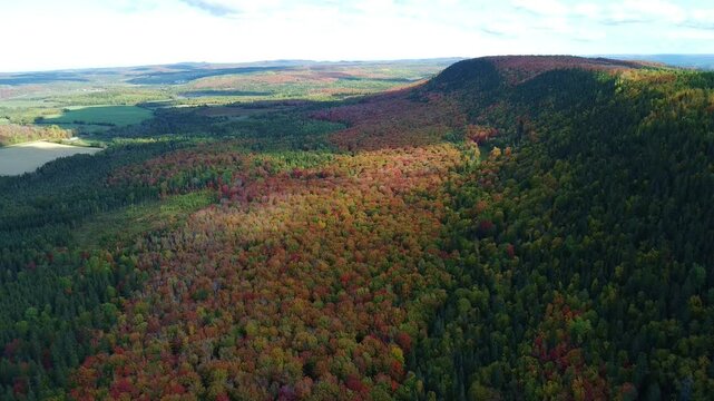 Panoramic aerial view of an autumnal forest valley showing a band of vegetation following a well-defined color pattern. - Powered by Adobe