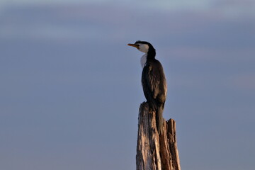 little pied cormorant