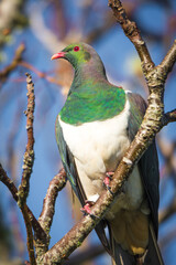 Kereru or New Zealand wood Pidgeon sitting in a tree