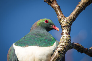 Kereru or New Zealand wood Pidgeon sitting in a tree