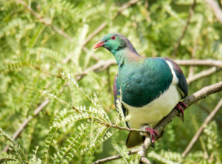 Kereru or New Zealand wood Pidgeon sitting in a tree