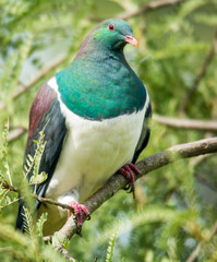 Kereru or New Zealand wood Pidgeon sitting in a tree