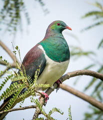 Kereru or New Zealand wood Pidgeon sitting in a tree