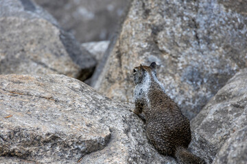 A California ground squirrel on granite rocks at Yosemite Falls, Yosemite National Park. Captured in its natural habitat, showcasing the rugged beauty and wildlife of the park.
