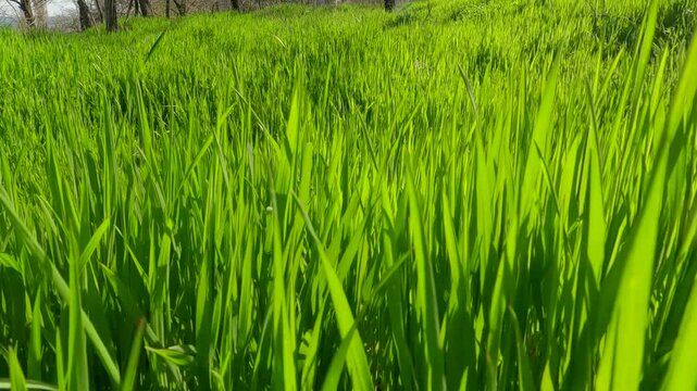 Close-up of a walk through thick green grass in the morning light, POV view, Backlighting (Contre-jour)