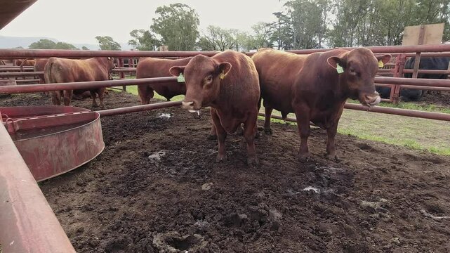 Pair of red Angus cows enclosed in a corral during a cattle auction in Argentina. 4K 30fps