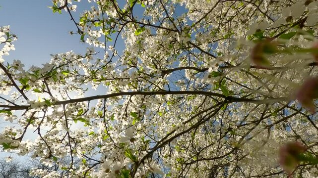 Moving forward between the branches of an abloom fruit tree on a sunny spring morning, Backlighting (Contre-jour). Natural spring garden background