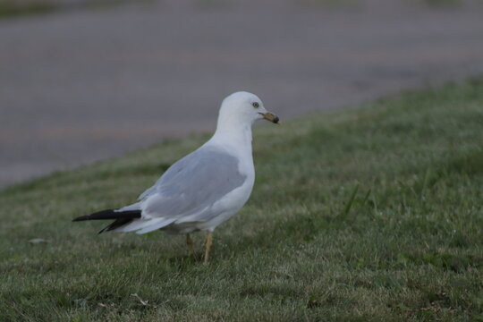 black headed gull