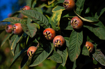 medlar tree with fruits