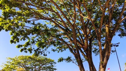 Large tree with green leaves against a blue sky
