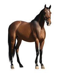 Fototapeta premium Standing on the road with a clear backdrop is a thoroughbred horse