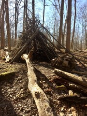 Den in the woods