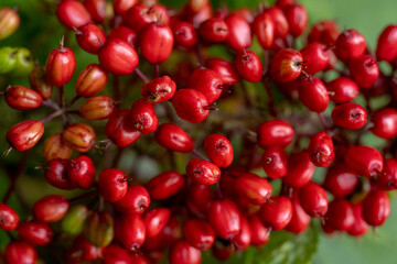 Large Group Of Toxic Red Baneberry