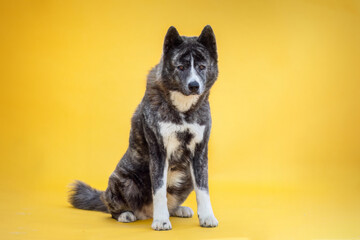 Portrait of an Akita dog isolated on yellow studio background