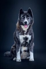 Fototapeta premium Portrait of an elderly female Akita dog in front of black studio background