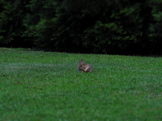 Rabbit scratching 