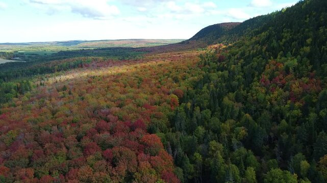 A drone flies over a majestic autumnal forest valley where we can see a strip of vegetation following a well-defined color pattern.