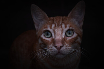 Gato naranja fondo oscuro 