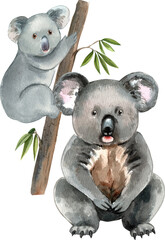 The koala is a marsupial that feeds on eucalyptus leaves, hand-drawn watercolor illustration © 3dcr3at3