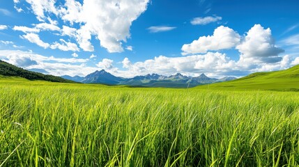 Obraz premium Lush green grass field under a bright blue sky with fluffy white clouds.