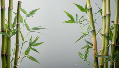 Naklejka premium A cluster of thin bamboo shoots with tiny leaves at the top, softly isolated on a light grey