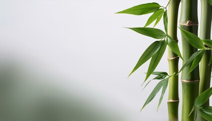 Naklejka premium A horizontal bamboo stalk with lush green leaves cascading downwards, isolated on a muted so