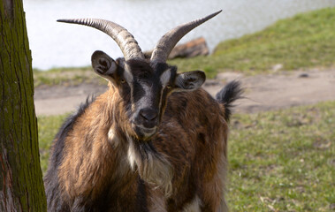 portrait of a goat on a farm