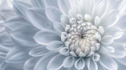 Obraz premium Delicate White Blossom. Serene Springtime concept