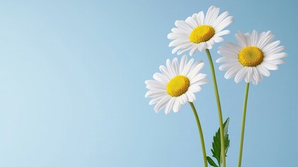 Three white daisies are standing upright in a vase