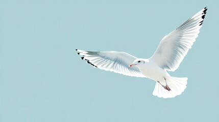 Fototapeta premium A white seagull in mid-flight, isolated on a solid light blue background. Its wings spread wide, creating a clean and minimalistic composition. --ar 16:9