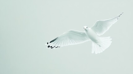 Fototapeta premium A white seagull soaring against a plain pastel-colored background, its wings outstretched and feathers detailed in sharp focus, with no distractions.