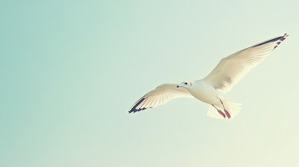 Fototapeta premium A white seagull soaring against a plain pastel-colored background, its wings outstretched and feathers detailed in sharp focus, with no distractions.
