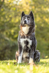 Portrait of an elderly female Akita dog in a garden in late summer outdoors