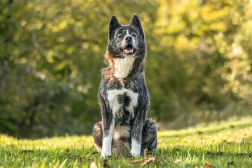 Portrait of an elderly female Akita dog in a garden in late summer outdoors