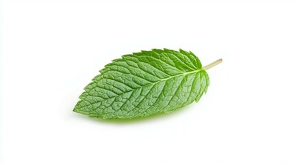 Fototapeta premium A leaf of mint is shown on a white background