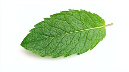 Fototapeta premium A leaf of mint is shown in a white background