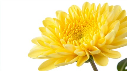 Fototapeta premium A yellow flower with a yellow center and yellow petals