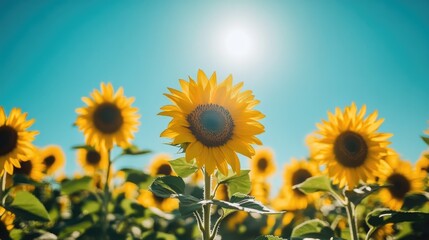 Fototapeta premium A vibrant field of sunflowers under a bright blue sky, with the flowers facing the sun and casting soft shadows.